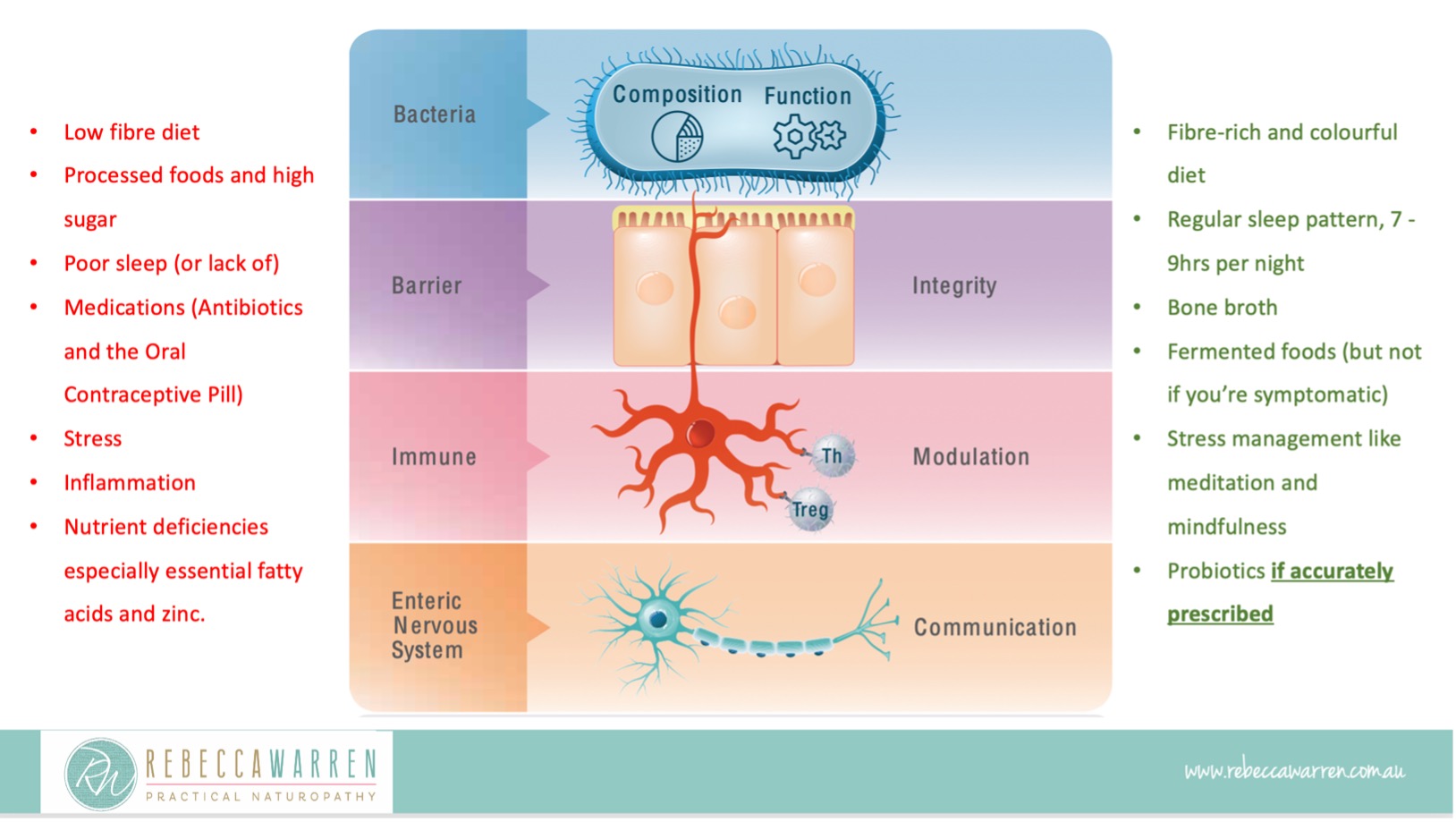Gut microbiome immune system connection